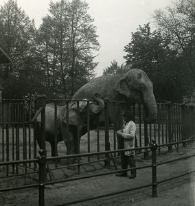 Germany Hamburg Zoological Garden Elephant Old NPG Stereoview Photo 1900