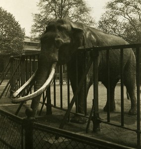 Germany Hamburg Zoological Garden Anton Old NPG Stereoview Photo 1900