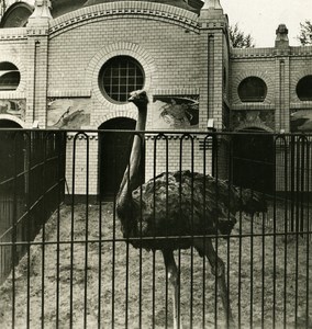 Germany Hamburg Zoological Garden Ostrich Old NPG Stereoview Photo 1900