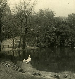 Germany Hamburg Zoological Garden Pelican Old NPG Stereoview Photo 1900