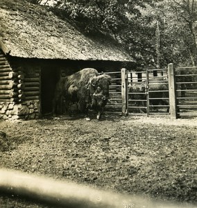 Germany Hamburg Zoological Garden Buffalo Old NPG Stereoview Photo 1900