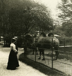 Germany Hamburg Zoological Garden Camel Old NPG Stereoview Photo 1900