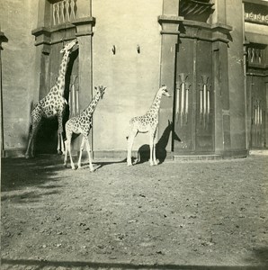 Belgium Antwerp Zoological Garden Old Stereoview Photo Possemiers 1900