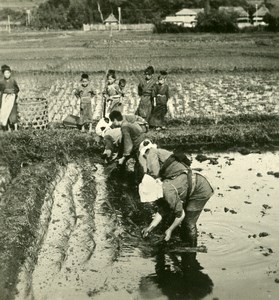 Japan Culture of Rice Old Stereoview Photo NPG 1900