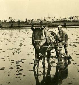 Japan Culture of Rice Old Stereoview Photo NPG 1900