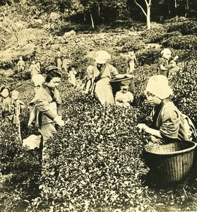 Japan Uji District Tea Harvest Old Stereoview Photo NPG 1900