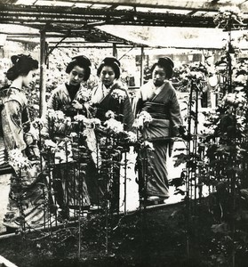 Japan Garden Chrysanthemums Old Stereoview Photo NPG 1900
