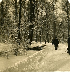 Germany Dresden Winter Garden old Stereoview Photo NPG 1900