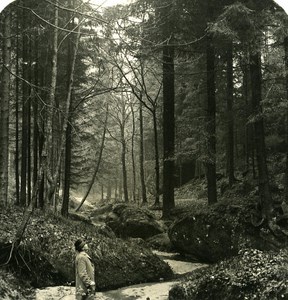 Germany Sächsische Schweiz Wehlener Grund old Stereoview Photo NPG 1900