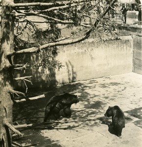 Switzerland Bern Zoo Bears old Stereoview Photo NPG 1900