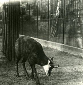 Germany Berlin Zoological Garden Rupicapra old Stereoview Photo NPG 1900