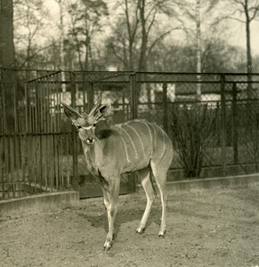 Germany Berlin Zoological Garden Greater kudu old Stereoview Photo NPG 1900