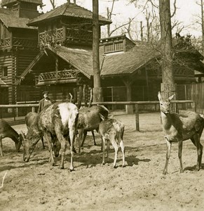 Germany Berlin Zoological Garden Cervinae Deer old Stereoview Photo NPG 1900