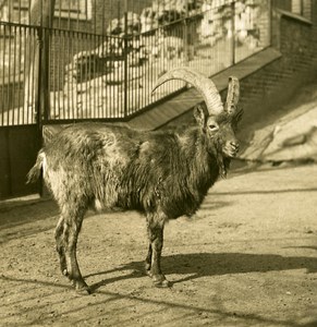 Germany Berlin Zoological Garden Moufflons old Stereoview Photo NPG 1900