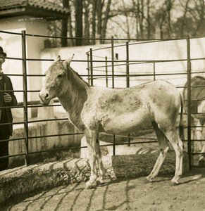 Germany Berlin Zoological Garden Persian Donkey old Stereoview Photo NPG 1900