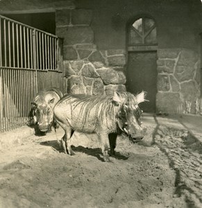 Germany Berlin Zoological Garden Warthog old Stereoview Photo NPG 1900