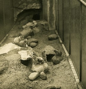 Germany Berlin Zoological Garden Prairie dog old Stereoview Photo NPG 1900