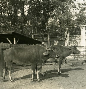 Germany Berlin Zoological Garden Egyptian Beef old Stereoview Photo NPG 1900