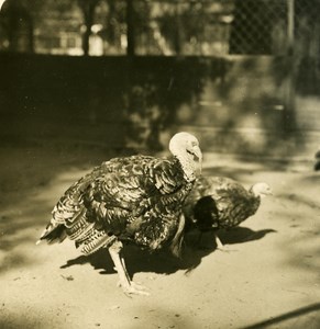 Germany Berlin Zoological Garden Turkey old Stereoview Photo NPG 1900