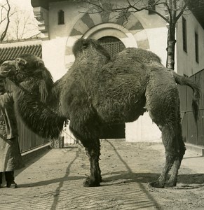 Germany Berlin Zoological Garden Camel old Stereoview Photo NPG 1900