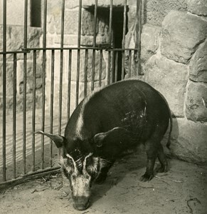 Germany Berlin Zoological Garden African Pork old Stereoview Photo NPG 1900