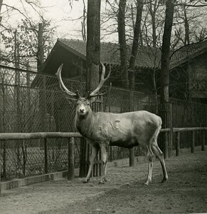 Germany Berlin Zoological Garden Deer old Stereoview Photo NPG 1900