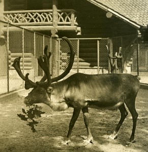 Germany Berlin Zoological Garden Reindeer old Stereoview Photo NPG 1900