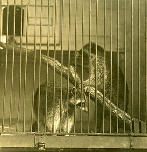 Germany Berlin Zoological Garden Raccoon old Stereoview Photo NPG 1900