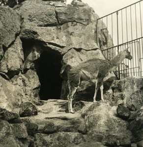 Germany Berlin Zoological Garden Guanaco old Stereoview Photo NPG 1900