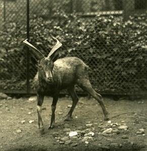 Germany Berlin Zoological Garden Markhor Mischlinge Stereoview Photo NPG 1900