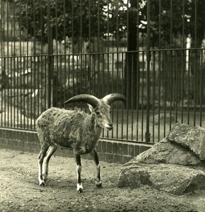 Germany Berlin Zoological Garden Natural Sheep old Stereoview Photo NPG 1900