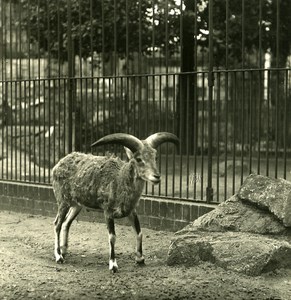 Germany Berlin Zoological Garden Natural Sheep old Stereoview Photo NPG 1900