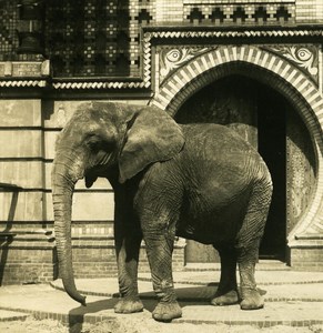 Germany Berlin Zoological Garden Elephant old Stereoview Photo NPG 1900