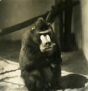 Germany Berlin Zoological Garden Mandrill old Stereoview Photo NPG 1900
