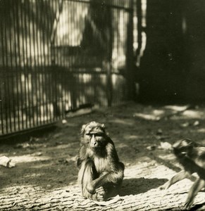 Germany Berlin Zoological Garden Macaque Monkey old Stereoview Photo NPG 1900
