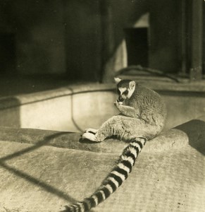 Germany Berlin Zoological Garden Ring-tailed lemur Stereoview Photo NPG 1900