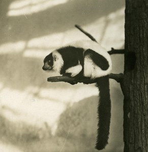 Germany Berlin Zoological Garden ruffed lemur old Stereoview Photo NPG 1900