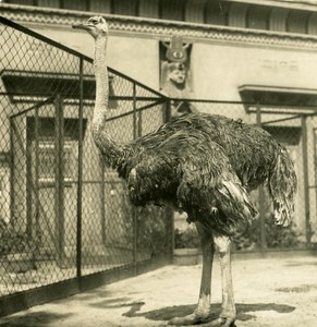 Germany Berlin Zoological Garden Ostrich Togo old Stereoview Photo NPG 1900
