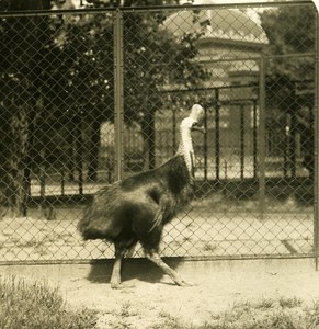 Germany Berlin Zoological Garden Cassowary old Stereoview Photo NPG 1900