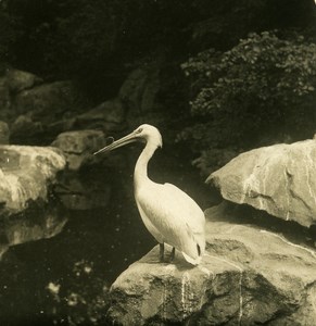 Germany Berlin Zoological Garden Pelican old Stereoview Photo NPG 1900