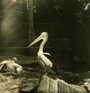Germany Berlin Zoological Garden Austral Pelican Stereoview Photo NPG 1900