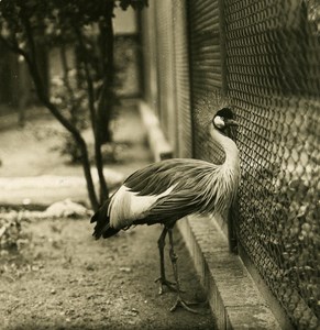 Germany Berlin Zoological Black Crowned Crane Old Stereoview Photo NPG 1900