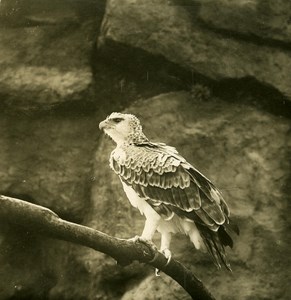 Germany Berlin Zoological Garden Martial Eagle old Stereoview Photo NPG 1900