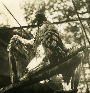 Germany Berlin Zoological Garden Vultur old Stereoview Photo NPG 1900