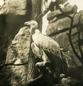 Germany Berlin Zoological Garden Himalayan Vulture Stereoview Photo NPG 1900