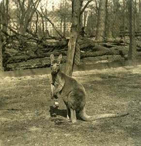 Germany Berlin Zoological Garden Kangaroo old Stereoview Photo NPG 1900