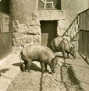 Germany Berlin Zoological Garden Babirusa old Stereoview Photo NPG 1900