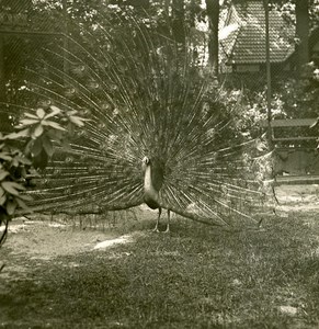 Germany Berlin Zoological Garden Peacock old Stereoview Photo NPG 1900