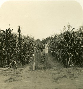 Egypt Cairo Peasant Sugarcane old Stereoview Photo NPG 1900