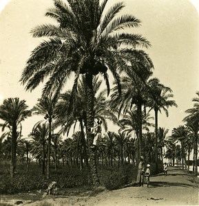 Egypt Cairo date-palm old Stereoview Photo NPG 1900